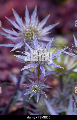 Eryngium bourgatii 'Picos blue'. Holly mer fleurs Banque D'Images