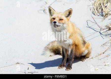 Red Fox avec drôle d'expression sur une dune de sable à Island Beach State Park dans le New Jersey. Banque D'Images