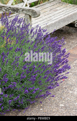 Lavandula angustifolia 'Hidcote '. La lavande Banque D'Images