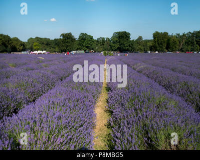 L'Europe, Royaume-Uni, Angleterre, Londres, Mayfield Lavender Farm Banque D'Images