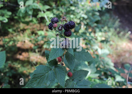 Bush de framboises dans la forêt Banque D'Images