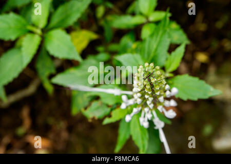 Thé de Java, Orthosiphon aristatus, Rein théier, moustaches du chat arbre. Médicament herb. Close up depuis le haut de la plante Banque D'Images