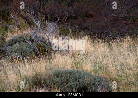 Puma Patagonie cub assis partiellement masqué par d'arbustes et de hautes herbes sèches Banque D'Images