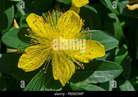 Hypericum calycinum, Millepertuis Jaune ou Rose de Sharon bush flower close-up avec une masse centrale d'étamines jaune vif, Sofia, Bulgarie Banque D'Images