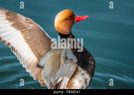 Homme nette rousse (Netta rufina) sur les rives de la partie supérieure du lac de Zurich (Suisse), l'Obersee. Un grand herbivores migrateurs canard plongeur, inc Banque D'Images