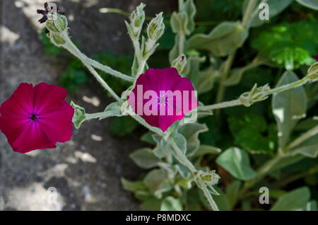 Corncockle, gith ou Agrostemma githago rencontrent souvent des fleurs de mauve sauvage, Sofia, Bulgarie Banque D'Images