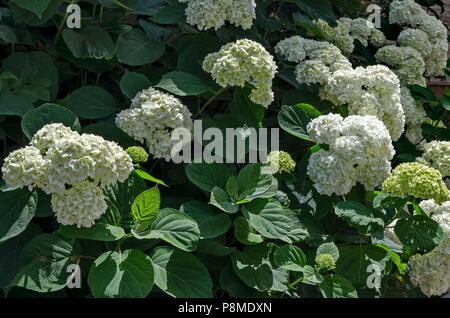 Hortensia blanc multiples ou des plantes à fleurs hortensia à fleurs et de feuilles dans le jardin, Sofia, Bulgarie Banque D'Images