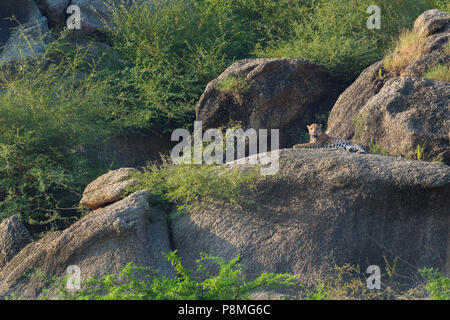 Les Indiens sauvages ou léopard Panthera pardus fusca à Bera au Rajasthan en Inde lors de montagnes aravalli Banque D'Images
