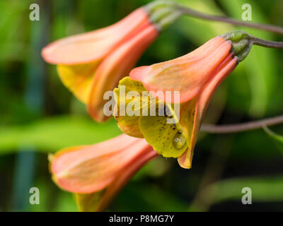 Fleurs d'été de la moitié hardy twining grimpeur, Bomarea edulis Banque D'Images