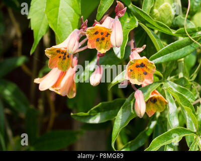 Fleurs d'été de la moitié hardy twining grimpeur, Bomarea edulis Banque D'Images