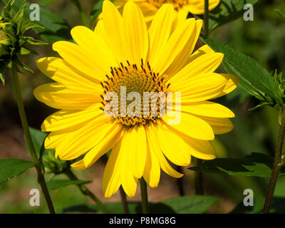 Ray jaune vif et pétales d'un jaune plus foncé centre du tournesol, Helianthus vivaces Suncatcher 'Pure Gold' Banque D'Images