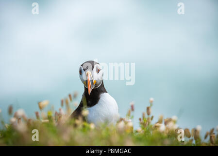 De macareux Saltee Îles dans le comté de Wexford, Irlande Banque D'Images