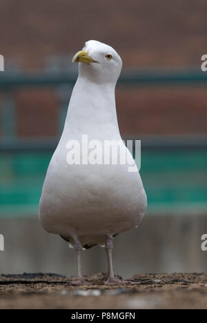 Un goéland argenté (Larus smithsonianus) debout sur un toit Banque D'Images