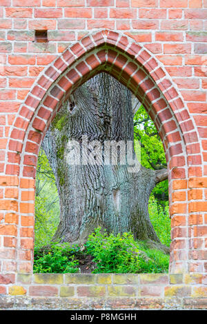 De plus en plus ancienne oaktrees dans les ruines d'un monastère médiéval au printemps Banque D'Images