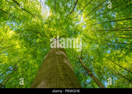 L'ancienne forêt de hêtres Banque D'Images