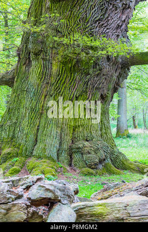 Ancienne oaktrees au printemps Banque D'Images