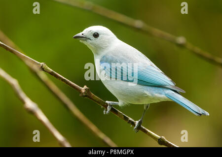 Blue-Gray Tanager (Thraupis episcopus) in garden Banque D'Images