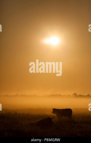 Highland cattle au lever du soleil dans le brouillard au petit matin. Banque D'Images