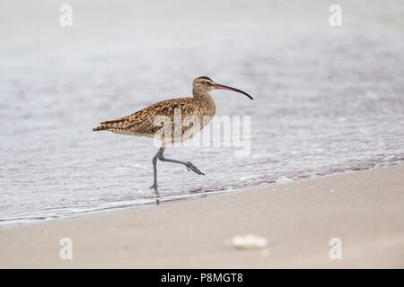 Courlis corlieu (Numenius phaeopus) qui se nourrissent de la ligne de marée haute d'une plage Banque D'Images