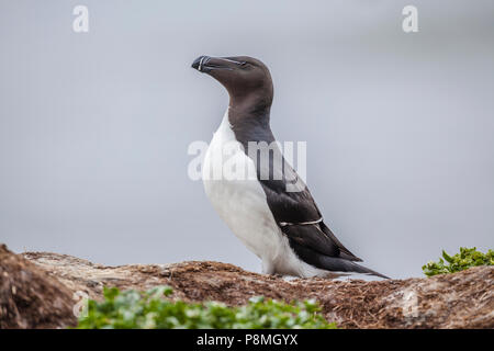 Petit pingouin (Alca torda) assis sur la falaise en mer Banque D'Images