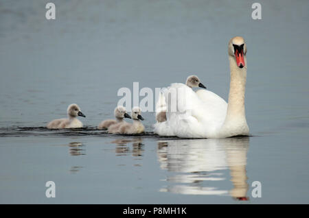 Femme Cygne muet avec quatre mineurs la baignade dans un lac. Une cygnet est assis sur son dos. Banque D'Images
