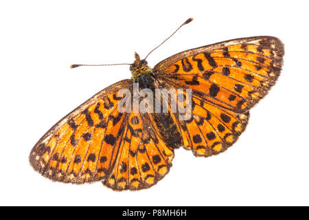 Petite perle-bordé fritillary isolé sur fond blanc Banque D'Images