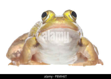 Grenouille piscine isolé sur fond blanc Banque D'Images