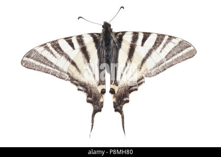 Machaon rare isolé sur fond blanc Banque D'Images