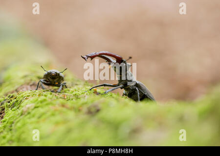 Stag Beetle mâle et femelle sur une branche de chêne couverte de mousse Banque D'Images
