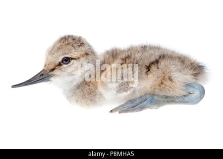 Avocette chick isolés contre un fond blanc Banque D'Images