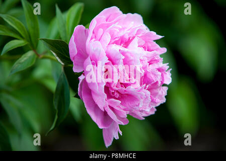 Fleur de pivoine rose - genre Paeonia, le seul genre de la famille vivaces