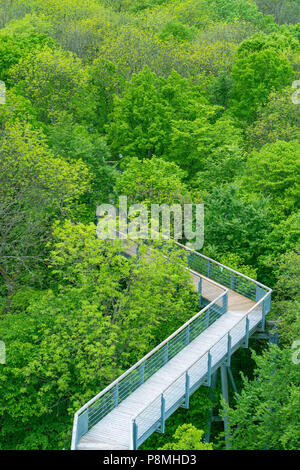 Chemin couvert des arbres au printemps Banque D'Images