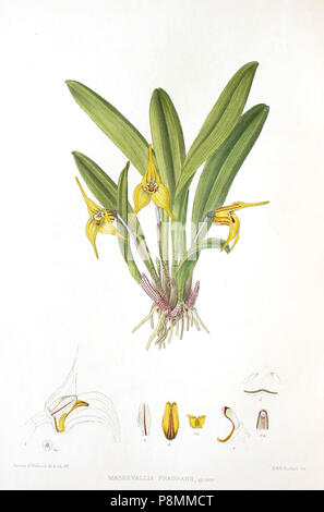 . 586 Woolward - le genre Masdevallia - Masdevallia fragrans Banque D'Images