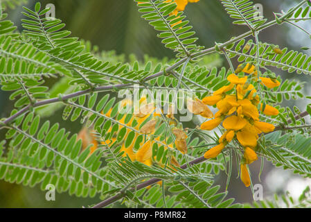 Fleur de Sesbania Banque D'Images