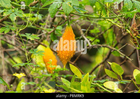 La margose (Momordica charantia L.) dans les fruits mûrs stat sur potager Banque D'Images