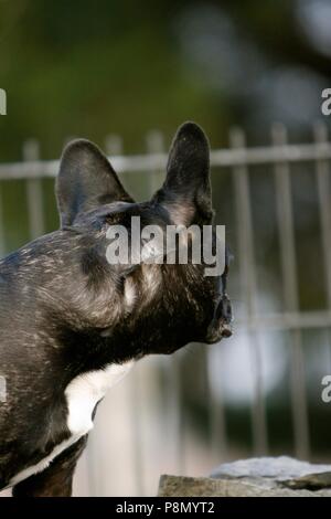 Arrière de la tête d'un bouledogue français. Banque D'Images