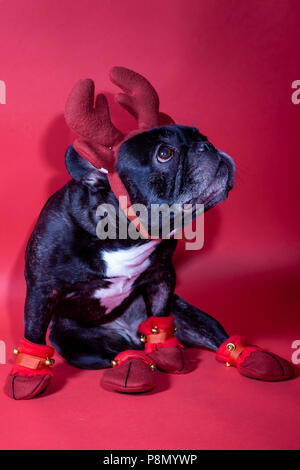 Chien avec un chapeau Banque D'Images