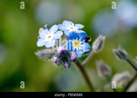 Domaine Forget-me-not (myosotis arvensis), close up des petites fleurs bleu et jaune. Banque D'Images