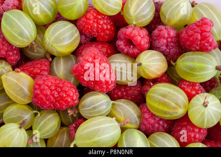 La nature morte de groseilles et de framboises fraîches Banque D'Images