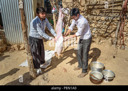 La province du Lorestan, Iran - 1 Avril 2018 : les hommes de l'Iran et de l'écorcher l'abattage des moutons dans la cour pour la cérémonie du mariage dans le village. Banque D'Images