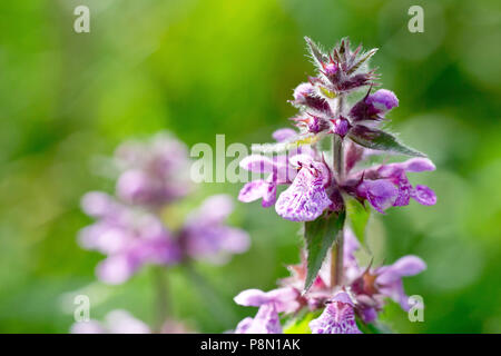 Marsh Woundwort (Stachys palustris), close up d'un épi de fleurs solitaires. Banque D'Images