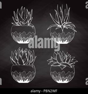 Croquis de succulentes en pot isolé sur le tableau. Vector illustration. Illustration de Vecteur