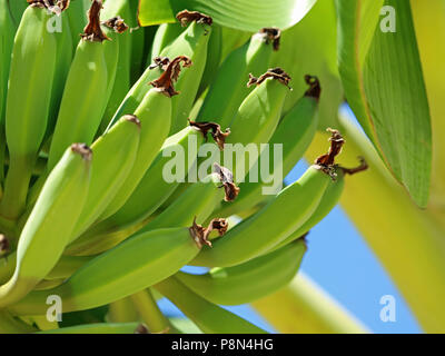 Close up de bananes vertes sur bananier Banque D'Images