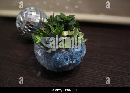 Nuit story : comment boule disco a rencontré la lune fleurs succulentes Banque D'Images