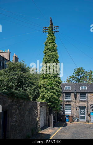 Ivy grandit sur un poteau téléphonique dans la nouvelle ville d'Édimbourg. Banque D'Images