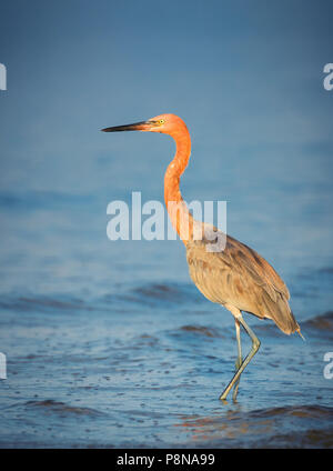 Une aigrette rouge se déplace lentement dans et hors de la plage de Bunche vagues le long de la Floride, à la recherche de petit-déjeuner. Banque D'Images