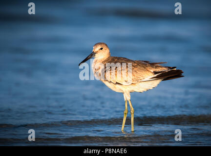 Une silhouette sur le rivage willet Floride surfez au lever du soleil, le long de la plage de Bunche près de l'île de Sanibel, la Floride. Banque D'Images