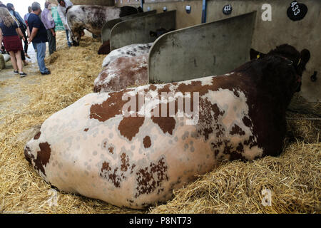 Le grand show du Yorkshire, Juillet 2018,le grand show du Yorkshire est un établissement emblématique de l'événement de trois jours et l'un des plus grands événements agricoles dans la ca Banque D'Images