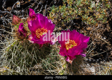 Paire de fleurs rose brillant sur un cactus près de la rive sud du Grand Canyon en Arizona. Banque D'Images