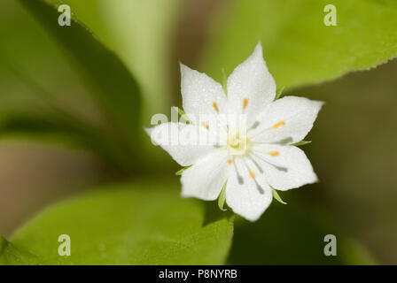 Un gros plan de la fleur de la trientale boréale (Trientalis borealis) Banque D'Images